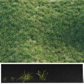 现代花草花卉 草坪